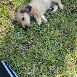 Dachshund Puppies from Meadow Ridge Dachshunds