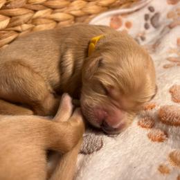 Yellow - Golden female Golden Retriever puppy in Bonanza, Oregon from Gold 'N Dust Ranch