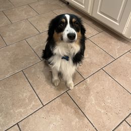 Benji - Miniature Australian Shepherd
