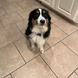 Benji - Miniature Australian Shepherd