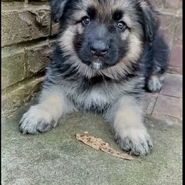 Shiloh Shepherd Puppies from Orchard Hills Shilohs