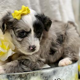 Yellow collar toy - Blue merle female Aussiedoodle puppy in 32046, Florida from River Hill Ranch