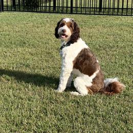 Bernedoodle, Cavalier King Charles Spaniel, and Cavapoo Puppies from Colorful-K9'S