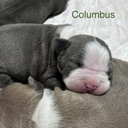 Columbus - Blue male American Staffordshire Terrier puppy in Marietta, Georgia from Ambition Amstaffs