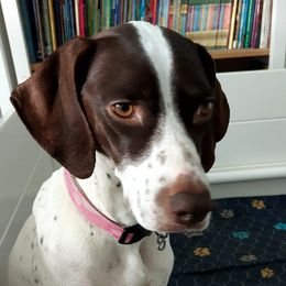 Lady - German Shorthaired Pointer