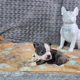 Peach - Blue female Boston Terrier puppy in Millers Creek, North Carolina from Tumbling Shoals Hilltop Bostons