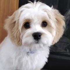 Cavachon, Cavalier King Charles Spaniel, and Cavapoo Puppies from Cavachon Love