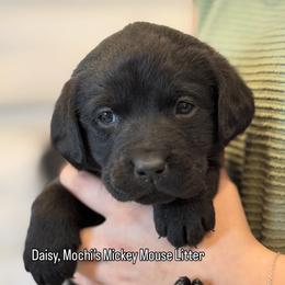 Daisy - Black female Labrador Retriever puppy in Owosso, Michigan from Bennington Retrievers