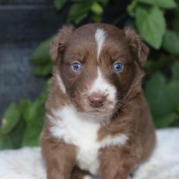 Girl 3 - Red & white female Australian Shepherd puppy in Hillsboro, Ohio from Sugar Grove Farms