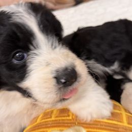 Rolls - Black and white female Aussiedoodle puppy in Dickerson, Maryland from Pawsome Aussie Doodles and Oodles