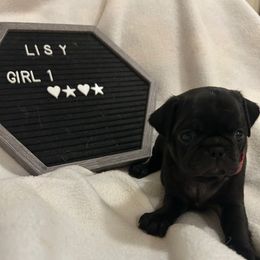 Girl 2 - Black female Pug puppy in Norborne, Missouri from Pug Palace