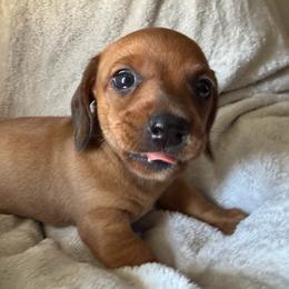Boy 2 - Chocolate male Dachshund puppy in Cherokee, Oklahoma from Special “K” Dachshunds