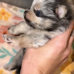 Simon - Blue merle male Pomeranian puppy in Scottsburg, Virginia from Summer Set Poms
