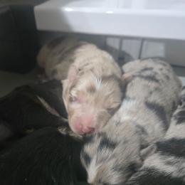DORY Red merle (with natural bobbed tail) - Red merle female Australian Shepherd puppy in Rainsville, Alabama from Chaparro Farm