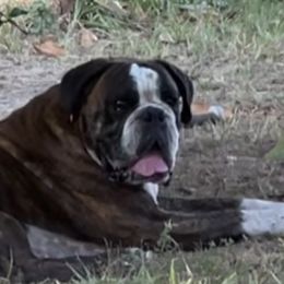 Boxers from McGallion’s Boxers