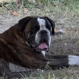 Boxers from McGallion’s Boxers