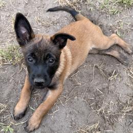 Girl 2 - Fawn female Belgian Malinois puppy in Franklin, Virginia from Morning Star Malinois