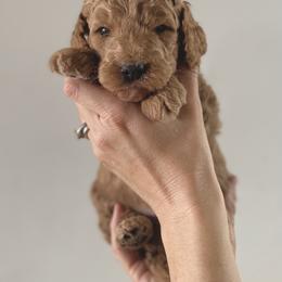 Bernedoodle, Goldendoodle, and Poodle Puppies from Central Valley Canine Companions
