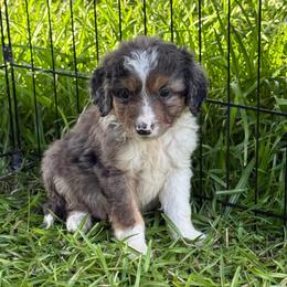 Bear - Blue merle male Aussiedoodle puppy in Ambrose, Georgia from Brandilyn's Aussies