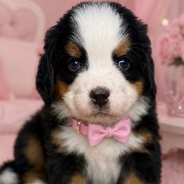Dalia - pink collar - Tri-color female Bernese Mountain Dog puppy in Yuciapa, California from AlltheDoodlez_
