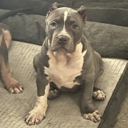 American Bully Puppies from M&M XL Bully Kennel
