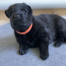 German Shepherd Puppies from Von Fleckenstein