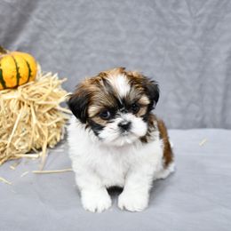 Tiffany - Sable and white female Shih Tzu puppy in Arcola, Illinois from Highline Puppies