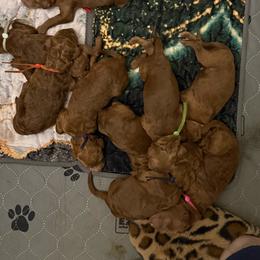 Daiquiri - Red  female Poodle puppy in Mount Vernon, Illinois from AMC Poodles