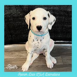 Dalmatian Puppies from Rainier DALS LUA Dalmatians of Washington