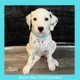 Dalmatian Puppies from Rainier DALS LUA Dalmatians of Washington