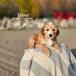 Goldendoodle and Poodle Puppies from Country Trail Pups