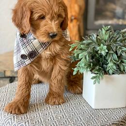 Aussiedoodle, Goldendoodle, Poodle, and Saint Berdoodle Puppies from Rocky Ridge Ranch