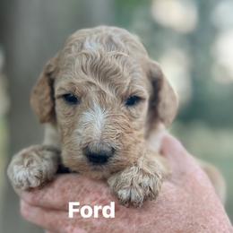Ford - Apricot male Poodle puppy in Athens, Georgia from Alexander’s Standard Poodles