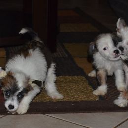 Chinese Crested Puppies from By Jove Chinese Cresteds