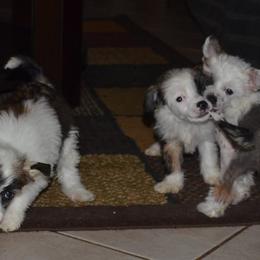Chinese Crested Puppies from By Jove Chinese Cresteds