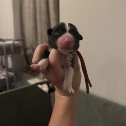 Midnight (Red) - Black and white male Border Collie puppy in Lodi, California from R3 Sport Dogs (Rafter 3 Ranch)