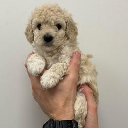 Richard - Apricot male Cavapoo puppy in Fayetteville, North Carolina from Carolina Cavapoos