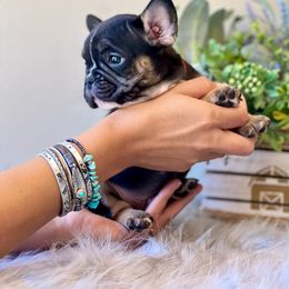 French Bulldog Puppies from Shining K Ranch