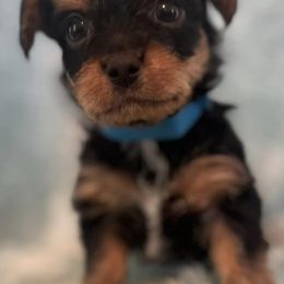 Poodles, Yorkipoos, and Yorkshire Terriers from Sweet as dessert puppies