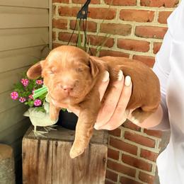 Finn - Red male Cockapoo puppy in Denver, Pennsylvania from Greenview Puppies