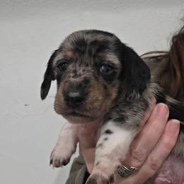 Maevis's black and tan dapple brindle piebald boy - Dapple male Dachshund puppy in Declo, Idaho from Dozendachs
