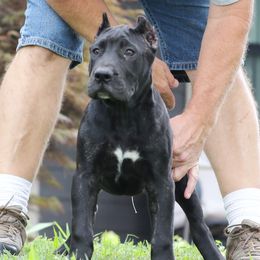 Green Collar - Tiger female Perro de Presa Canario puppy in Pocahontas, Illinois from Cabeza Grande Kennel