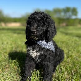 Roger - Black male Goldendoodle puppy in Osage City, Kansas from Golden Ridge Goldens