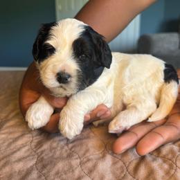 Purple Collar Girl - Black female Australian Labradoodle puppy in Hagerstown, Maryland from Westfields Labradoodles