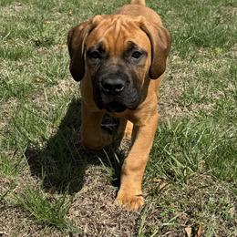Cream collar female - Fawn female Boerboel puppy in Bon Aqua, Tennessee from Erickson Ranch Boerboels