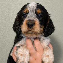 Bamboozled aka Bammy - Tri-Roan female English Springer Spaniel puppy in Fort White, Florida from Thunderbird Springers