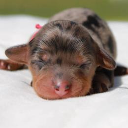 Julie - Dapple female Dachshund puppy in Athens, Alabama from Weidenthal Dachshunds
