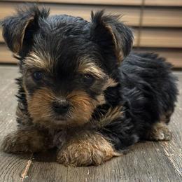 Rocco - Black and tan male Yorkipoo puppy in Lebanon, Kentucky from Mosaic Merle Doodles