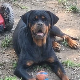 Atina - Rottweiler