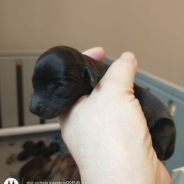 Marshall - Black male Dachshund puppy in Annandale, Minnesota from Weiners on a Hill
